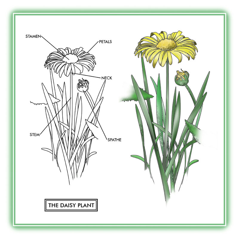 Daisy Illustration